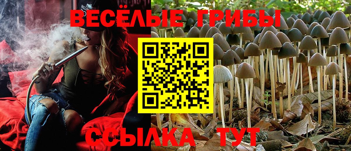 Галлюциногенные грибы прущие грибы Зеленогорск